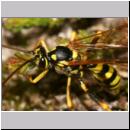 Banchus sp - Schlupfwespe 02d 12mm Sandgrube Niedringhaussee.jpg